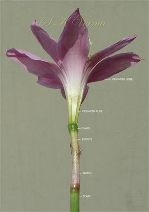 Flower-Lateral view
